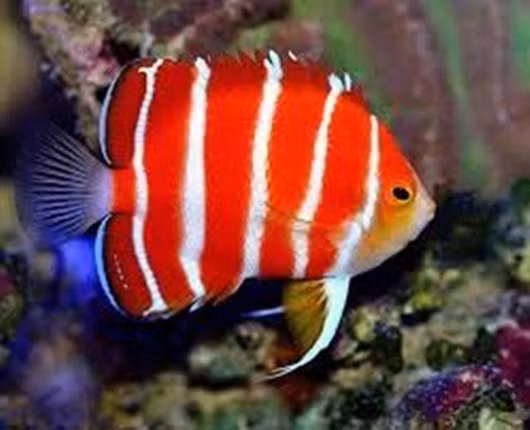 Cá thiên thần Peppermint là loài cá cảnh quý hiếm, chủ yếu sống ở vùng biển sâu nên rất khó bắt được. Mỗi con có giá khoảng 82.000 Nhân dân tệ (274 triệu đồng).