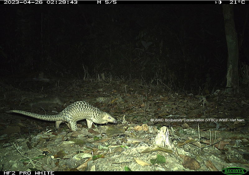 Tê tê thường sống trong rừng già, rừng thứ sinh, hỗn giao tre nứa gỗ, ở hang dưới các gốc cây to, mục nát hoặc vách đất đá trong lùm cây rậm rạp. Ảnh: Tiền phong.