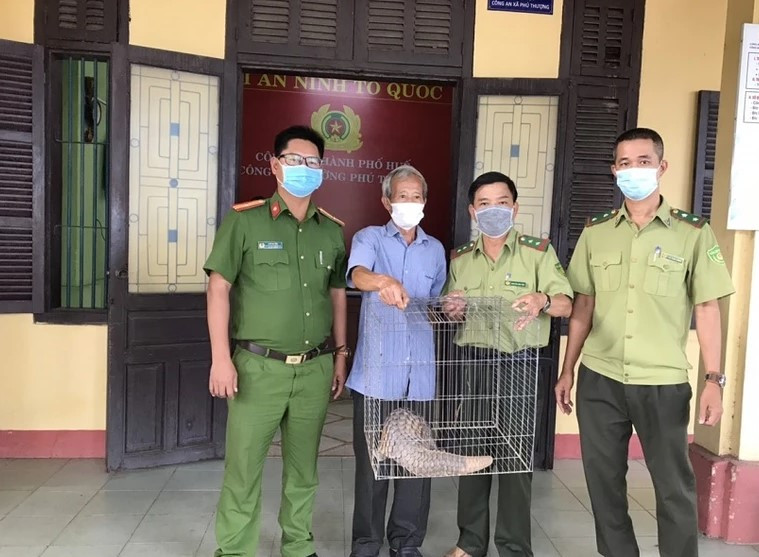 Thức ăn chủ yếu của tê tê gồm mối, kiến, côn trùng nhỏ ở mặt đất, đôi khi có cả cỏ, lá cây mục…. Ảnh: PLO.