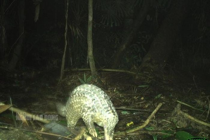 Ban quản lý VQG Sông Thanh cho hay trong năm 2023, đơn vị phối hợp với Dự án quản lý rừng bền vững và bảo tồn đa dạng sinh học tỉnh Quảng Nam do Cơ quan Hợp tác quốc tế Hoa Kỳ (USAID) tài trợ, đã triển khai lắp đặt, thu hồi máy bẫy ảnh và điều tra các mối đe dọa bằng công cụ SMART Mobile tại 111 điểm thuộc lâm phận VQG Sông Thanh. Kết quả, bẫy ảnh đã thu được 157.039 hình ảnh các loài động vật. Trong số này có những hình ảnh về loài tê tê vàng quý hiếm. Ảnh: Người lao động.