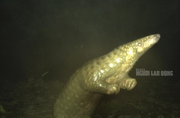 Thông qua phương thức bẫy ảnh, Ban quản lý VQG Sông Thanh đã thu được những hình ảnh hiếm hoi ngoài tự nhiên của tê tê vàng khi chúng ra ngoài kiếm ăn vào ban đêm. Ảnh: Người lao động.