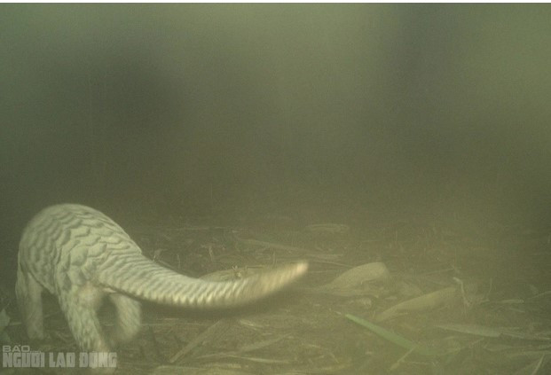 Tê tê vàng có tên khoa học là Manis pentadactyla. Chúng là động vật quý hiếm thuộc nhóm IB (theo Nghị định 06/2019/NĐ-CP và Nghị định 160/2013/NĐ-CP) và nằm trong Sách Đỏ Việt Nam đang bị đe dọa tuyệt chủng, được pháp luật bảo vệ và nghiêm cấm khai thác, sử dụng, mua bán, tiêu thụ dưới mọi hình thức. Ảnh: Người lao động.