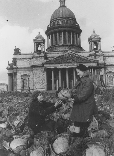 Do bị phát xít Đức bao vây, phong tỏa, cắt đứt nguồn lương thực trong 900 ngày, người dân ở thành phố Leningrad tự trồng rau và một số loại lương thực để vượt qua giai đoạn khó khăn. Bức ảnh này được chụp năm 1942.