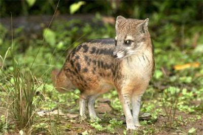 Vào mùa giao phối, cầy hương Madagascar đực sẽ phát ra âm thanh đặc biệt để kêu gọi bạn tình.