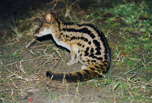 Thêm nữa, quá trình giao phối kéo dài 8 giờ đồng hồ cũng giúp con đực có cơ hội được giao phối với con cái hơn, tăng khả năng thụ thai thành công. Nhờ vậy, cá thể cái có thể sinh ra con cầy hương Madagascar con khỏe mạnh.