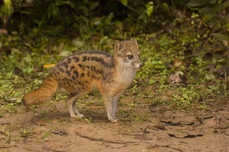 Theo các nhà khoa học, thời gian giao phối của cầy hương Madagascar kéo dài liên tục trong suốt 8 tiếng. Sở dĩ loài này có thời gian "yêu" dài như vậy là vì chúng xem đó là một chiến lược.