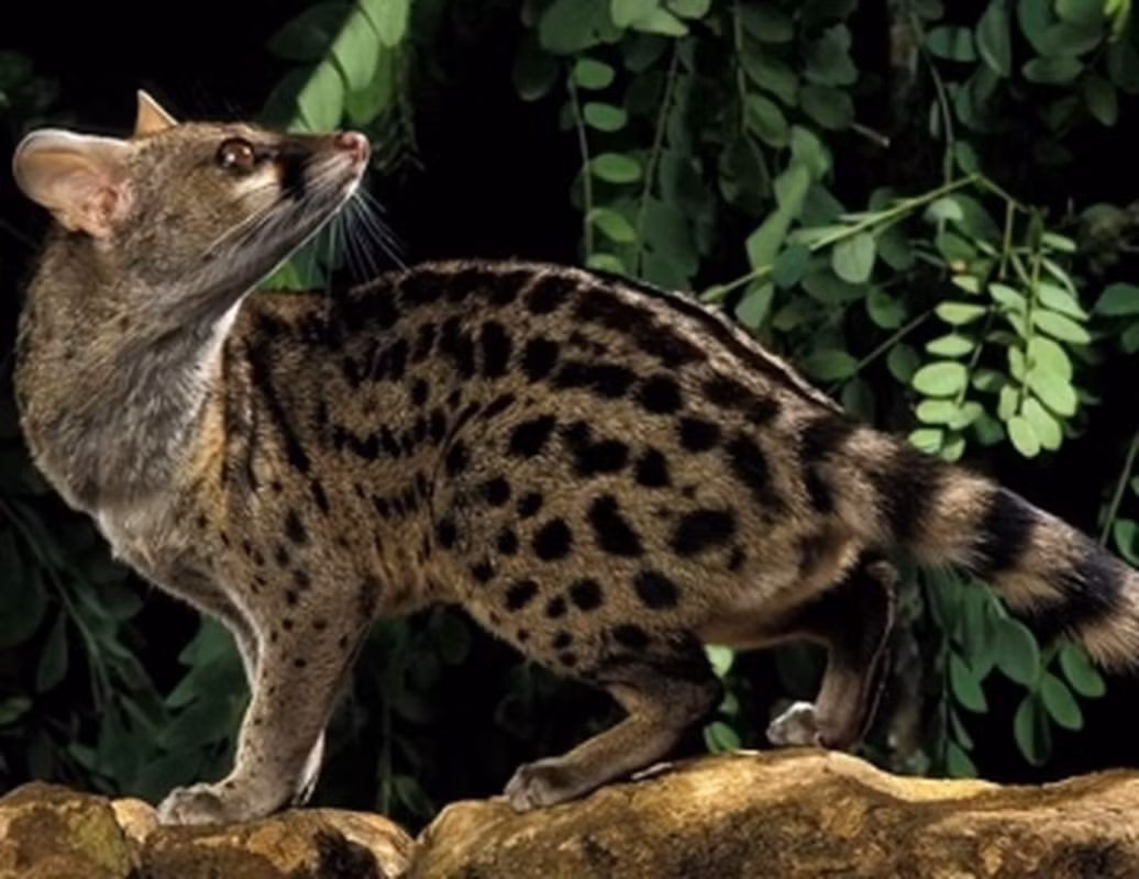 Con cầy hương Madagascar đực sẽ phải loại bỏ tinh trùng của đối thủ đến trước. Đây là một trong những lý do khiến loài cầy hương Madagascar có thời gian "yêu" lâu nhất thế giới.