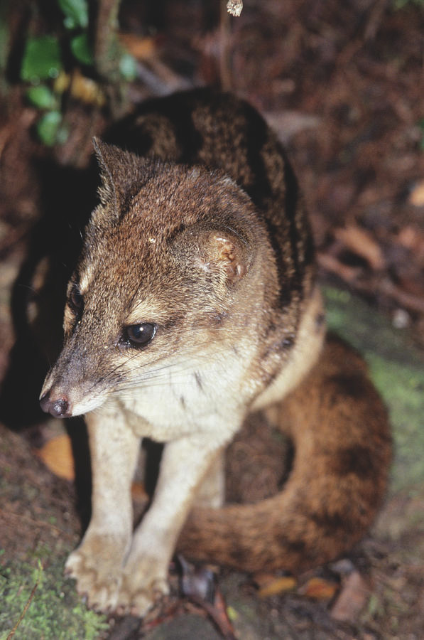 Nghiên cứu của các chuyên gia còn chỉ ra, cầy hương Madagascar có hệ thống xã hội phức tạp. Một cá thể đực sẽ chung sống cùng nhiều cá thể cái. Khi đã nhắm trúng cá thể đực nào, cầy hương Madagascar cái sẽ chọn giao phối với đối phương trong thời gian dài.