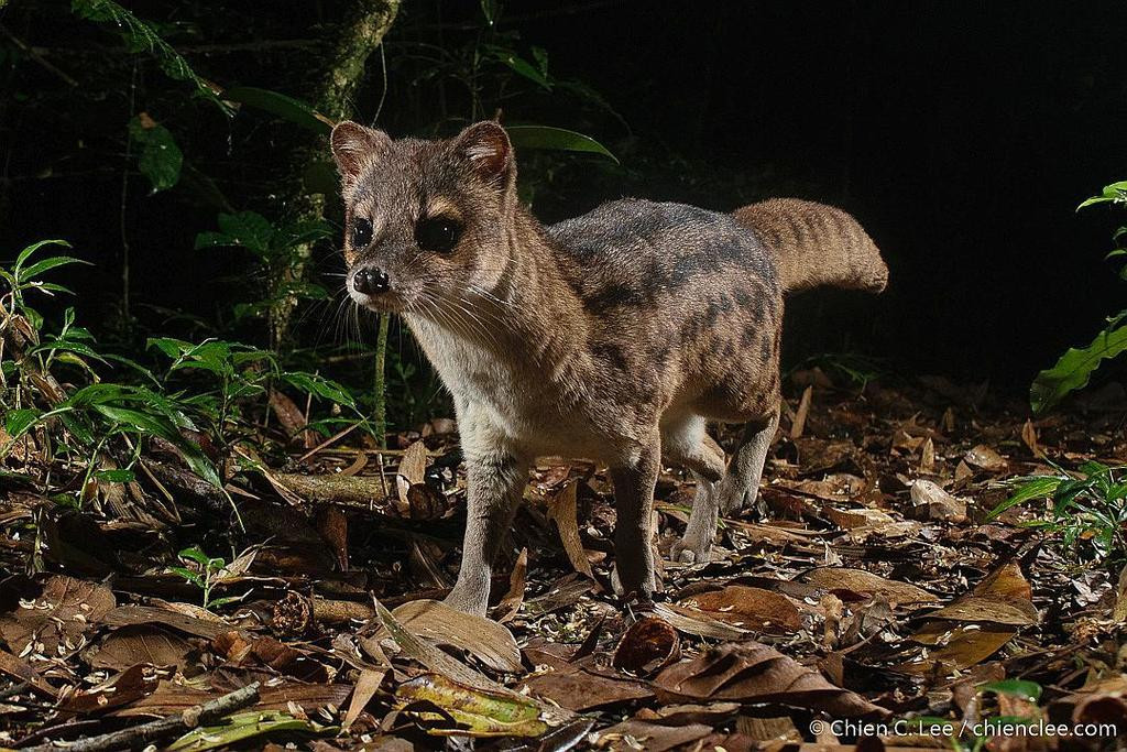 Mặc dù làm "chuyện yêu" trong 8 tiếng liên tục nhưng thực tế không phải cá thể cầy hương Madagascar cái chỉ làm duy nhất với một con đực. Thay vào đó, trong thời gian "yêu", con cái giao phối với nhiều con khác nhau.
