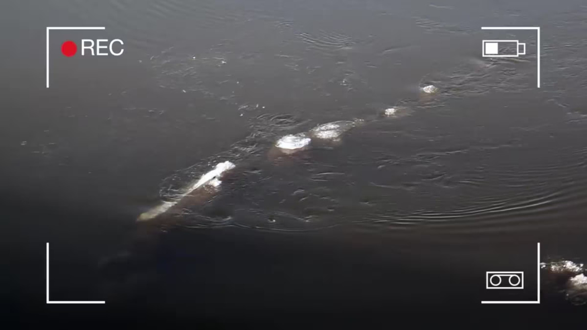 Theo lời kể của ông McCaa, sinh vật bí ẩn mà ông nhìn thấy bơi ở giữa dòng sông. Nó không nhô đầu lên lần nào trong suốt vài phút trước khi lặn xuống phía dưới.