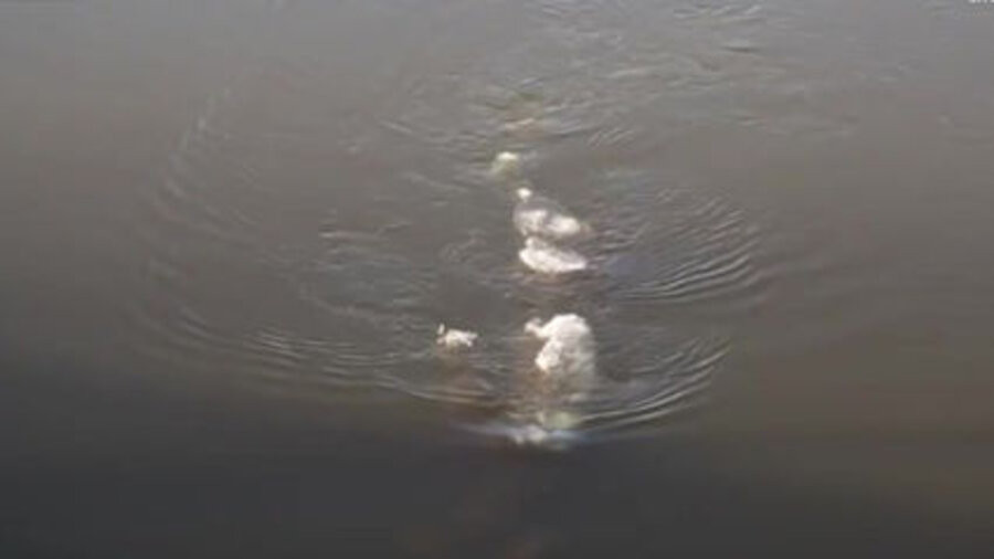 Giống như quái vật hồ Loch Ness, sinh vật bí ẩn xuất hiện ở sông Chena chỉ để lộ một phần cơ thể. Với chiều dài ước tính khoảng 5m, sinh vật này có kích thước khá lớn.