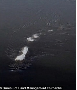 Ông McCaa nhìn thấy sinh vật bí ẩn đó khi đến khu vực này để khảo sát khu vực, tiến hành kiểm tra sự thay đổi cảnh quan sau khi băng tan và chụp ảnh dòng sông Chena.