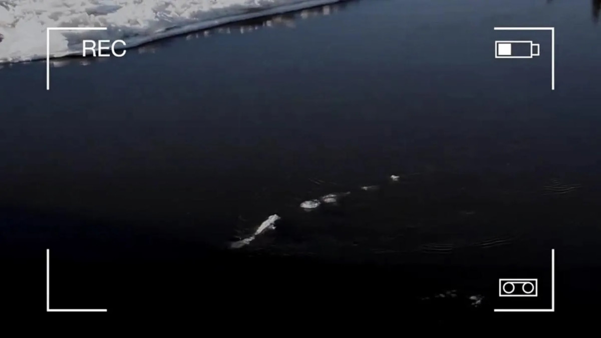 Để giải mã bí ẩn này, các chuyên gia sẽ cần phải nghiên cứu sâu hơn, tìm kiếm các manh mối giúp làm sáng tỏ có thực sự tồn tại "anh em" với quái vật hồ Loch Ness ở sông Chena hay không.