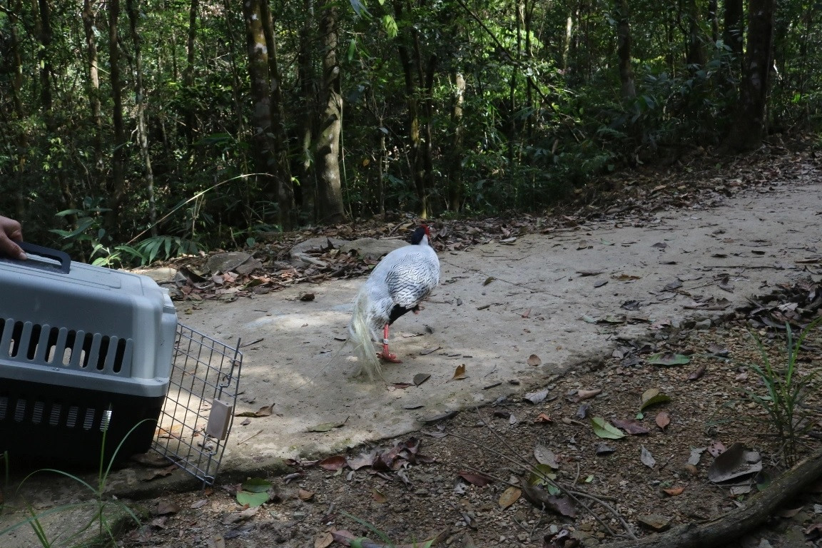 Vào ngày 26/2, VQG Bạch Mã tiến hành tái thả 2 cá thể động vật quý, hiếm gồm: gà lôi trắng và khỉ mặt đỏ về thiên nhiên tại đỉnh núi Bạch Mã thuộc huyện Phú Lộc, tỉnh Thừa Thiên Huế. Ảnh: Dân sinh.