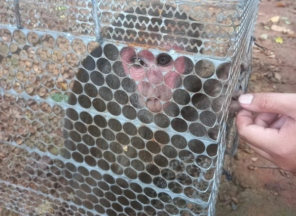 Tại Việt Nam, khỉ mặt đỏ phân bố rộng khắp cả nước bao gồm: Lai Châu (huyện Tuần Giáo, Quỳ Nhai, Kim Sơn, Mường Tè, Sìn Hồ), Lào Cai (huyện Sa Pa), Sơn La (huyện Mộc Châu, Sông Mã), Hà Giang, Đắk Lắk (huyện Krông Nô, Đắk Mil, Ea Sup, Mdrak). Ảnh: TTXVN.