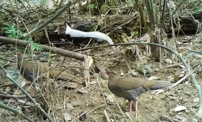 Gà lôi trắng có tên khoa học Lophura nycthemera. Chúng thường được gọi là chim lôi, họ chim trĩ, bộ gà. Ảnh: Người lao động.