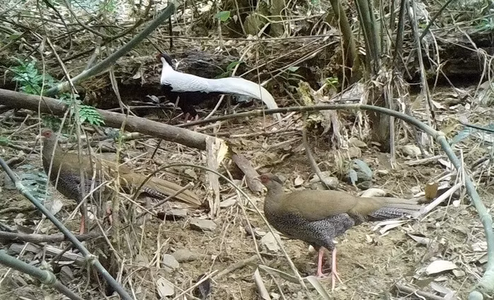Gà lôi trắng có tên khoa học Lophura nycthemera. Chúng thường được gọi là chim lôi, họ chim trĩ, bộ gà. Ảnh: Người lao động.
