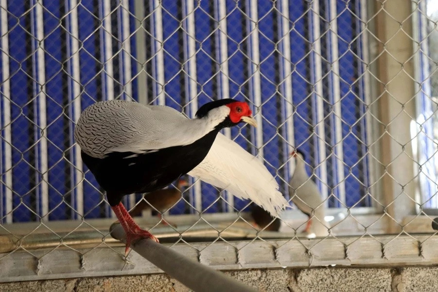 Gà lôi trắng có kích thước cơ thể khá lớn. Bộ lông của con đực rất đặc trưng, dễ nhận biết. Thức ăn của chúng gồm: ngô, lúa, trái cây rừng.