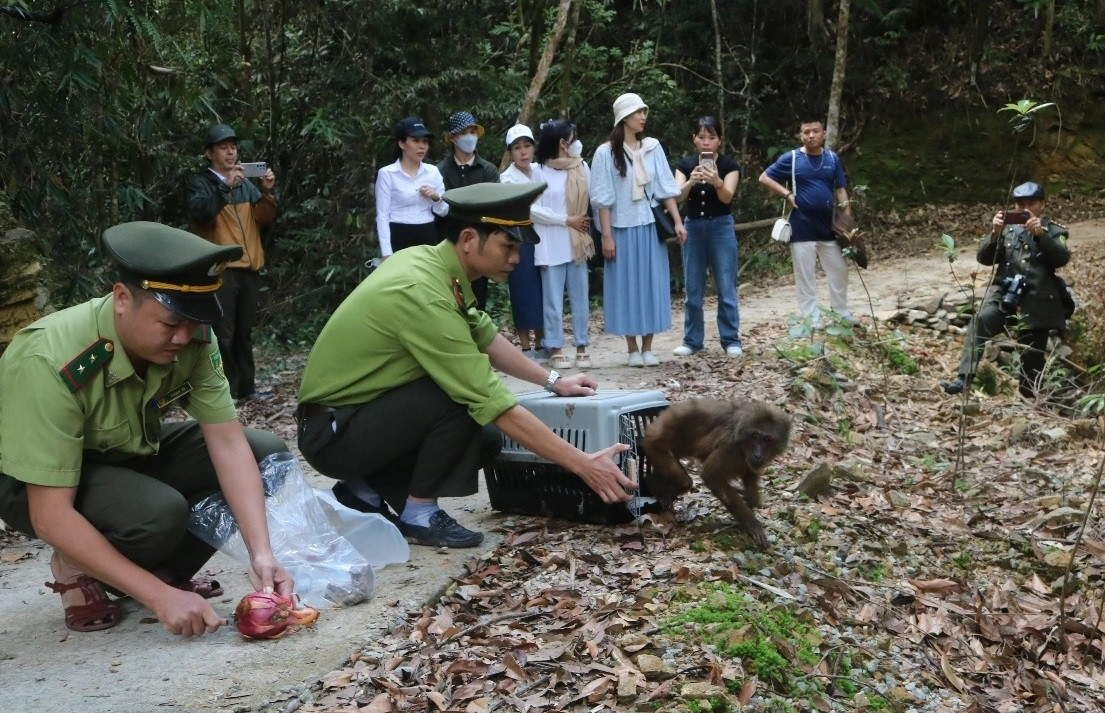 Khỉ mặt đỏ có tên khoa học là Macaca arctoides. Đây là loài động vật hoang dã nguy cấp, quý hiếm cần được bảo vệ thuộc nhóm IIB nằm trong Sách Đỏ Việt Nam. Ảnh: Dân sinh.