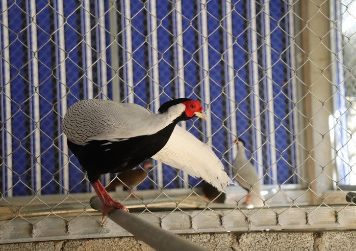 Nhiều người hay nhầm lẫn gà lôi trắng với con công nếu không nhìn kĩ. Điều này xảy ra là vì hình dáng của 2 loài này có vài điểm giống nhau. Ảnh: Người lao động.