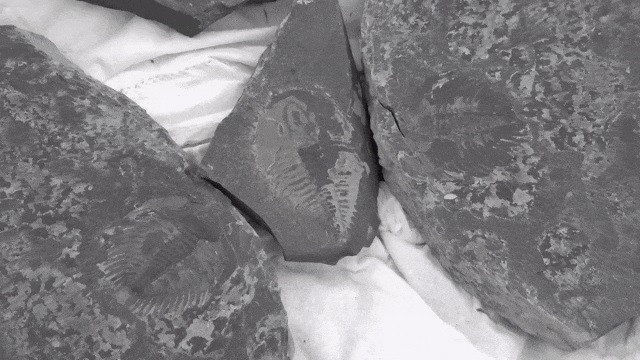 Nhờ vậy, các chuyên gia tìm thấy nhiều hóa thạch quý hiếm. Trong số này có các hóa thạch: E. glabrata, Iso Spinalis, Naroza, Acromium và Glossus. Ước tính, những hóa thạch này có niên đại khoảng 500 triệu tuổi.