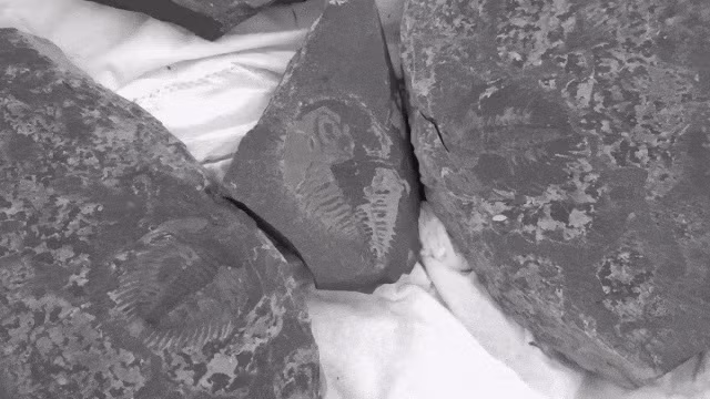 Nhờ vậy, các chuyên gia tìm thấy nhiều hóa thạch quý hiếm. Trong số này có các hóa thạch: E. glabrata, Iso Spinalis, Naroza, Acromium và Glossus. Ước tính, những hóa thạch này có niên đại khoảng 500 triệu tuổi.