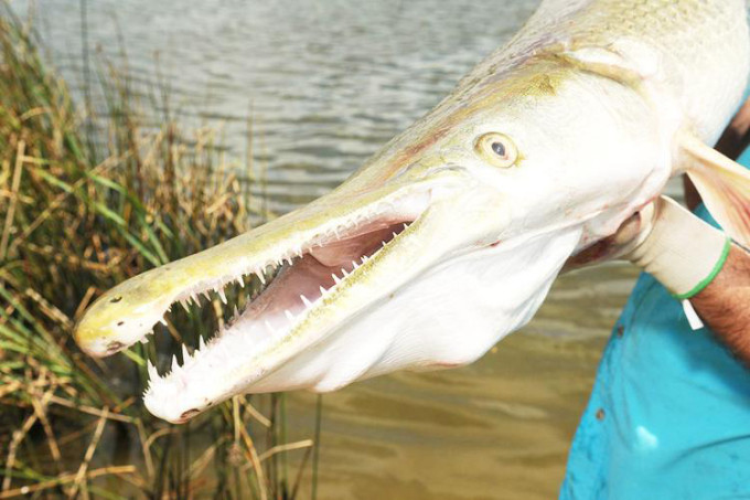 Cần thủ Smith đến từ thành phố Oswego cho hay, đã từng nhìn thấy, bắt được cá láng đốm, cá láng mũi ngắn và mũi dài - các loài bản địa ở bang Kansas. Tuy nhiên, đây là lần đầu tiên anh thấy cá láng lớn Bắc Mỹ xuất hiện ở đây.