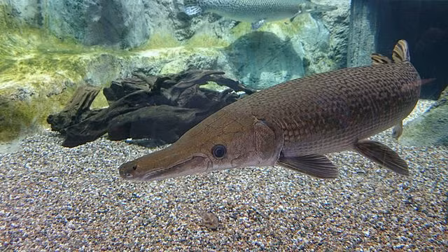 Hiện các chuyên gia chưa biết bằng cách nào mà cá láng lớn Bắc Mỹ đến được sông Neosho. Ở Kansas, việc thả loài "thủy quái" này vào vùng nước công cộng là bất hợp pháp trừ khi chúng được đánh bắt tại chính vùng nước đó.