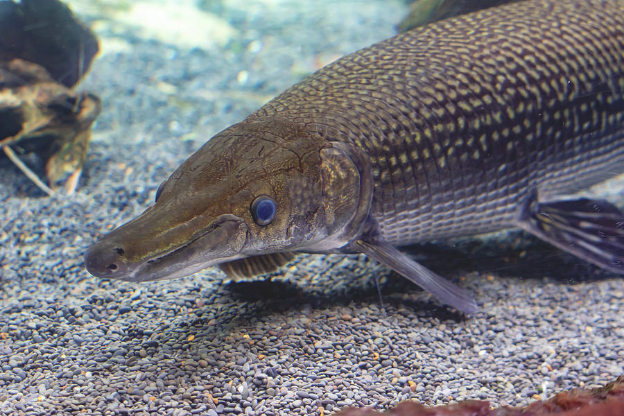 Loài cá láng lớn Bắc Mỹ có chiếc mõm rộng, răng dài và sắc nhọn, có nhiều điểm tương đồng với loài cá sấu mõm ngắn Mỹ.