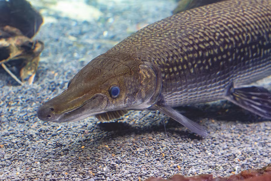 Loài cá láng lớn Bắc Mỹ có chiếc mõm rộng, răng dài và sắc nhọn, có nhiều điểm tương đồng với loài cá sấu mõm ngắn Mỹ.