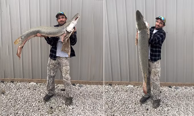 Vào tháng 10/2021, Bộ Động vật hoang dã và Công viên Kansas thông tin cần thủ tên Danny Smith đã câu được "thủy quái" nặng 17,92 kg trong chuyến câu cá ở sông Neosho.