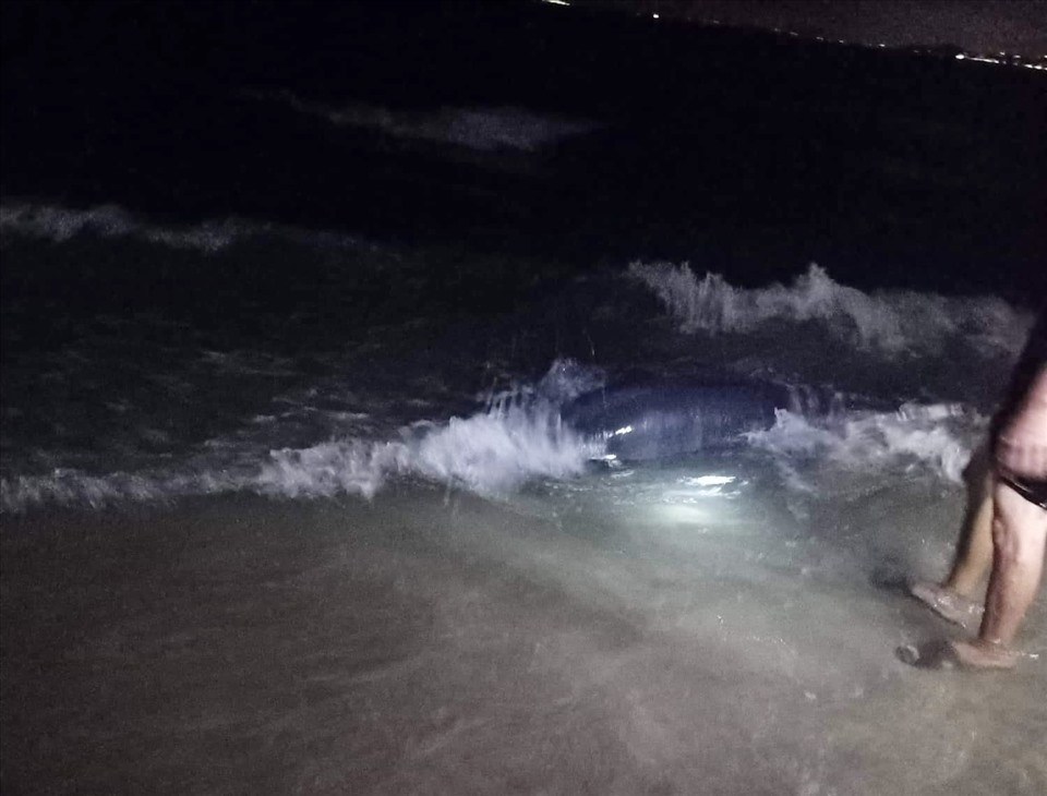 Vào đầu tháng 8/2022, người dân phát hiện một cá voi dài khoảng 2m bị mắc cạn ở bờ biển gần Làng chài Mũi Né, tỉnh Bình Thuận. Bốn người dân sau đó đã cùng nhau giải cứu, đẩy cá voi đến mực nước sâu để nó bơi về lại biển. Ảnh: Lao động.