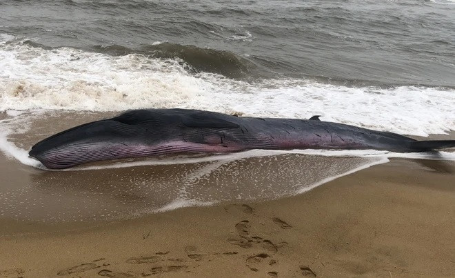 Vào rạng sáng 18/10/2021, một con cá voi dài 10m và nặng khoảng 1 tấn bị sóng đánh dạt vào cửa biển Tư Hiền, xã Vinh Hiền, huyện Phú lộc, Thừa Thiên - Huế. Sau khi nhận tin báo của người dân, chính quyền xã Vinh Hiền cùng lực lượng biên phòng đã đến hiện trường phối hợp cùng người dân để giải cứu cá voi bị mắc cạn, đưa nó trở lại đại dương. Ảnh: Zingnews.