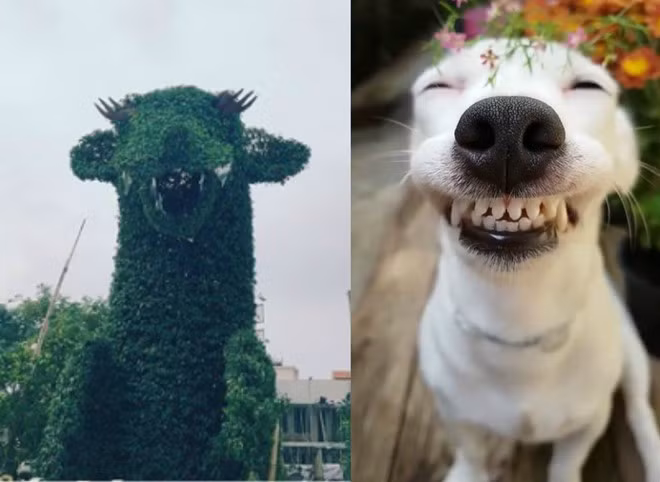 Mô hình rồng này hiện liên tục được cộng đồng mạng gán cho những biểu cảm hài hước của các loài động vật khác nhau. Ảnh: Phú Trần.