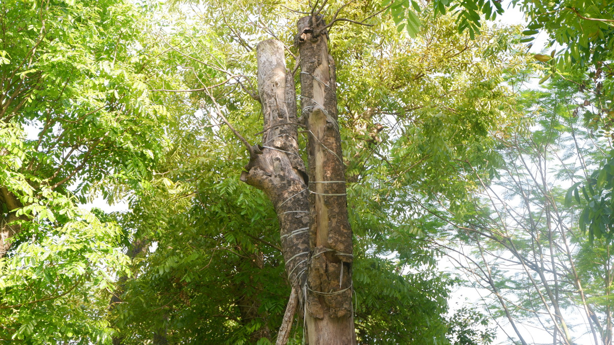 Không ít cây đã bong tróc hết lớp vỏ bên ngoài từ gốc cho đến ngọn.