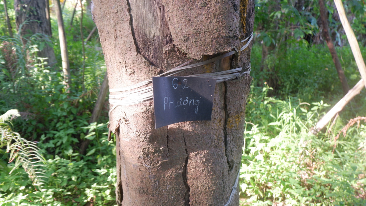 Cũng theo ông Hưng, hợp đồng thuê đất là 2 năm (từ 2016 - 2018) nhưng công ty Beepro mới thanh toán một năm tiền thuê đất, còn nợ một năm nữa với số tiền 150 triệu đồng.