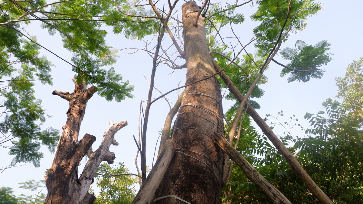 Rất nhiều cây đã chết do không được chăm sóc.