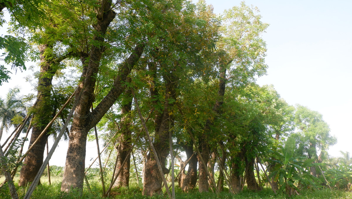 Hiện tại, ông Hưng mong muốn cơ quan quản lý dự án, lực lượng chức năng, chính quyền vào cuộc để công ty Beepro chịu trách nhiệm, giải quyết về 106 cây ổ thụ đang được chăm sóc tại vườn của ông. Ứng xử thế nào với cây xanh đô thị? (Nguồn: VTC14)