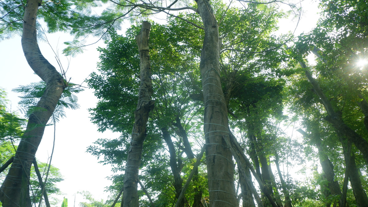 Theo ông Hưng, sau khi công ty cổ phần Beepro thuê 3.000m2 đất của ông để làm chăm sóc 106 cây xanh Kim Mã từ tháng 10/2016, công ty cổ phần Beepro chỉ chỉ thuê 2 nhân công chăm sóc cây khoảng 4 tháng sau đó biến mất từ đó đến nay.