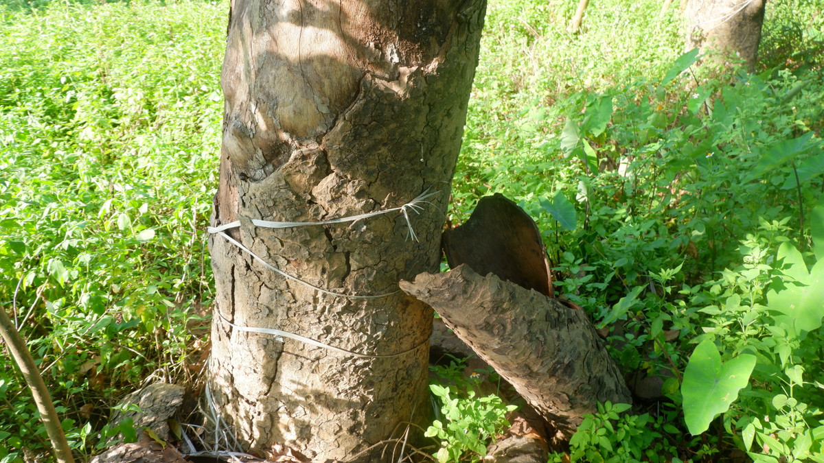 Nhiều cây khô, tróc vỏ.