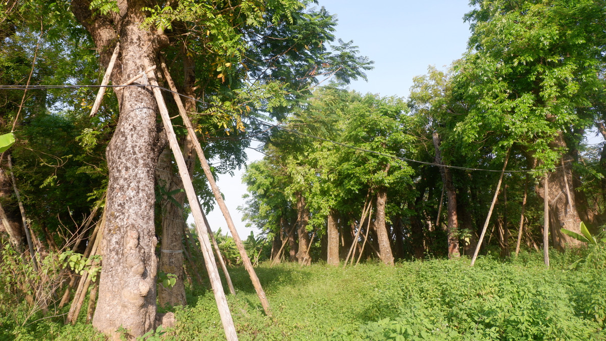 Dù đã hết hạn hợp đồng cho thuê từ năm 2018, nhưng thời điểm này công ty cổ phần Beepro vẫn chưa đến di dời 106 cây cổ thụ. Hiện ông Hưng muốn lấy lại mặt bằng nhưng cũng không dám tự ý chặt hạ số cây xanh kia bởi số cây xanh này thuộc quản lý của thành phố Hà Nội.