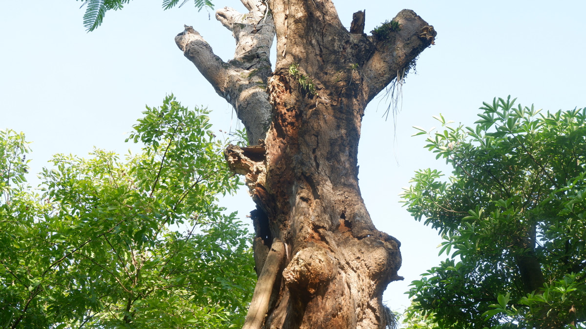 Ông Nguyễn Văn Hưng (1966, trú tại xã Đông Dư, Gia Lâm, Hà Nội), chủ đất cho công ty Beepro thuê để chăm sóc cây 106 cây cổ thụ ở đường Kim Mã cho biết, công ty Beepro đã "biến mất" sau vài tháng đưa cây qua đây, họ bỏ mặc, không chăm sóc số cây xanh này, nhiều cây đã bị chết khô.