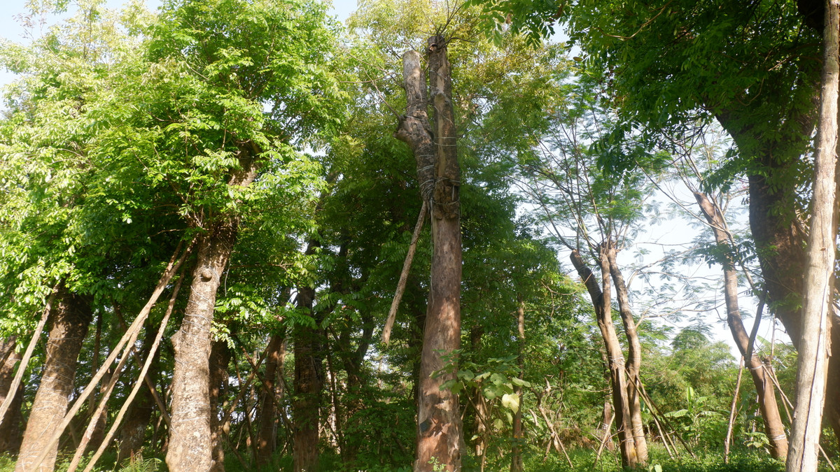 Những cây bị chết như xà cừ lớn, phượng, hoa sữa, bằng lăng...