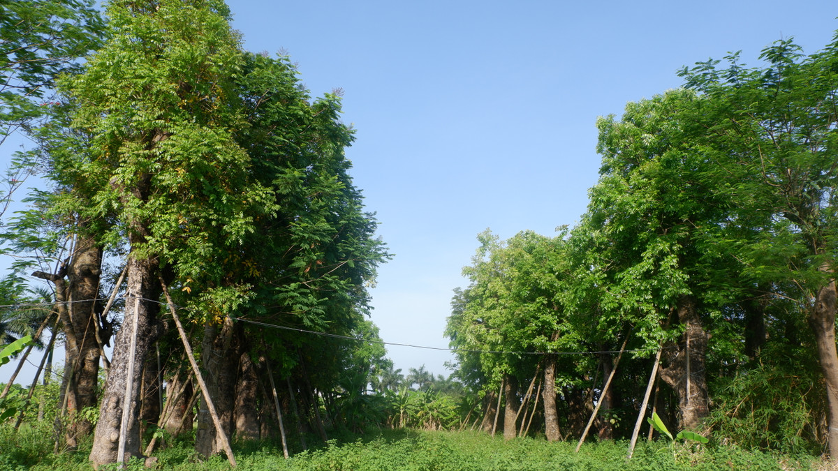 Cỏ mọc um tùm do không ai chăm sóc.