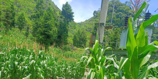  Trèo cột điện để bắt chim, 1 cháu bé tử vong: Ngày 29/6, UBND xã Vần Chải, Đồng Văn, Hà Giang cho biết trên địa bàn vừa xảy ra vụ tai nạn thương tâm khiến một cháu bé tử vong. Theo đó, em Sùng Mí Nô (11 tuổi), là học sinh trường PTDT Bán trú Tiểu học, trong lúc đi chơi đã phát hiện tổ chim trên cột điện tại trạm biến áp và trèo lên để bắt, không may bị điện giật ngã xuống đất dẫn đến tử vong. 