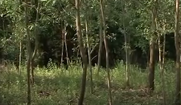 Sáng ngày 23/2/2014, một số người dân đi nhặt củi đã vô cùng hoảng hốt khi phát hiện xác của bà Nhiều tại khu rừng tràm cách nhà khoảng 500 mét. Cả thôn Thọ Bắc bàng hoàng khi nghe tin bà Nhiều chết.