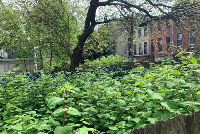 Cuoc chien voi loai cay xam lan den tu Nhat Ban