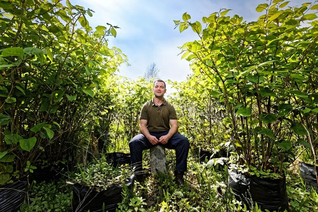 Cuoc chien voi loai cay xam lan den tu Nhat Ban-Hinh-4