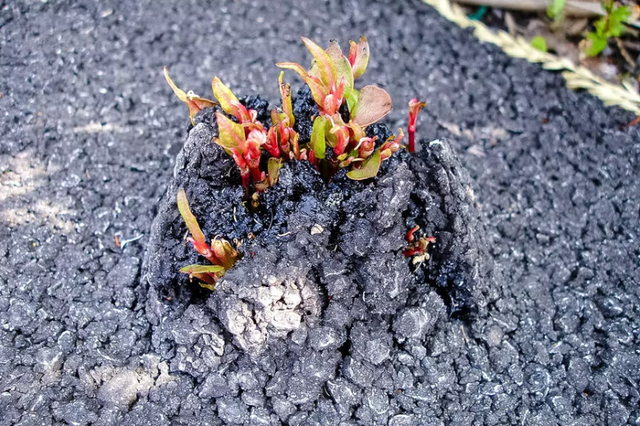 Cuoc chien voi loai cay xam lan den tu Nhat Ban-Hinh-3