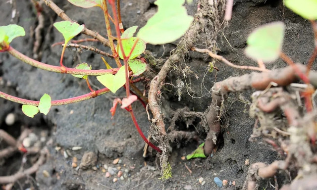 Cuoc chien voi loai cay xam lan den tu Nhat Ban-Hinh-2